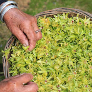Tie Pi Shi Hu 鐵皮石斛, Dendrobium Officinale, Dendrobium Flower Tea, Shi Hu Hua-Health Wisdom™