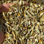 Tie Pi Shi Hu 鐵皮石斛, Dendrobium Officinale, Dried Cut Dendrobium, Shihu-Health Wisdom™