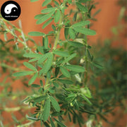 Tie Sao Zhou 鐵掃帚, Cuneate Lespedeza, Herba Lespedezae Cuneatae, Ye Guan Men-Health Wisdom™