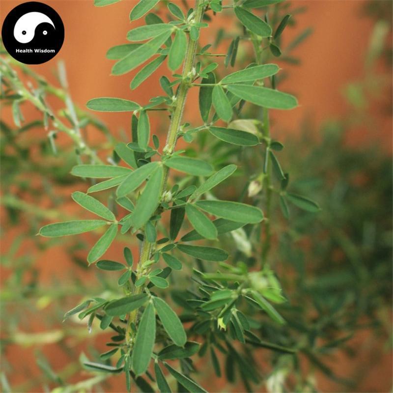 Tie Sao Zhou 鐵掃帚, Cuneate Lespedeza, Herba Lespedezae Cuneatae, Ye Guan Men-Health Wisdom™