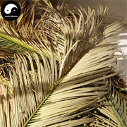 Tie Shu Ye 鐵樹葉, Fruticose Dracaena Leaf, Folium Cycadis-Health Wisdom™