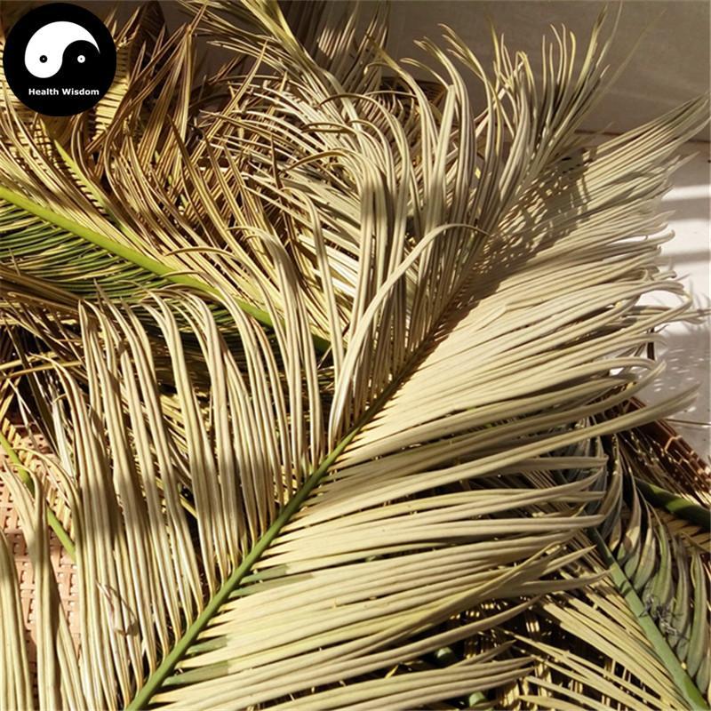 Tie Shu Ye 鐵樹葉, Fruticose Dracaena Leaf, Folium Cycadis-Health Wisdom™