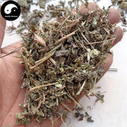 Tie Xian Cai 鐵莧菜, Copperleaf Herb, Herba Acalyphae-Health Wisdom™