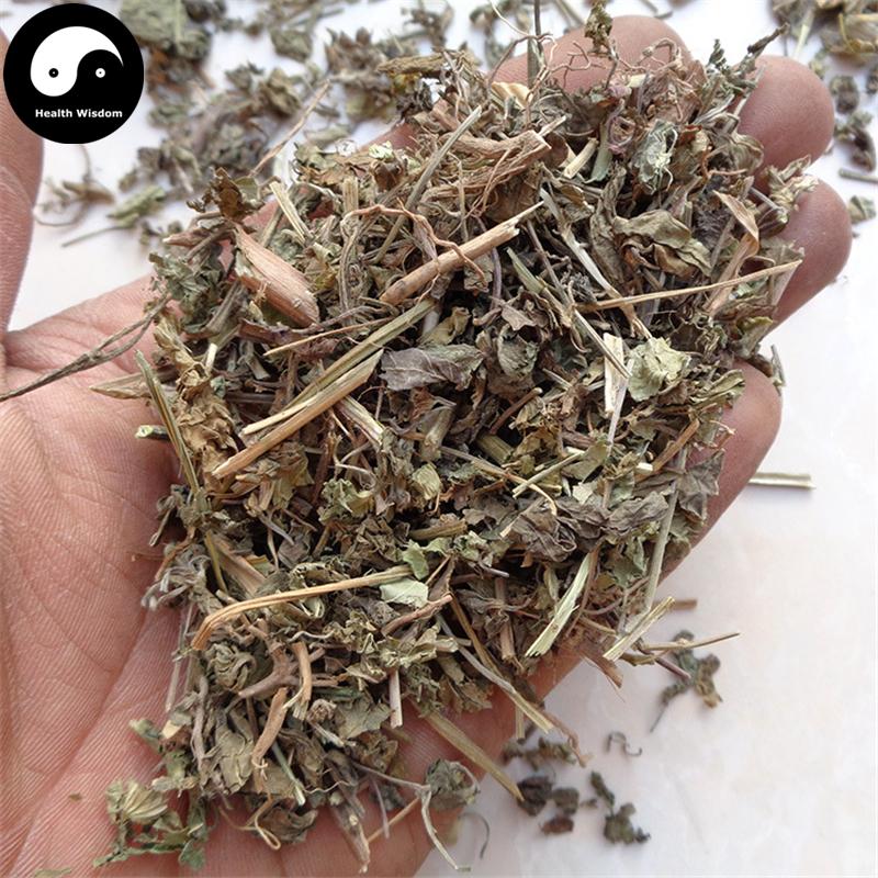 Tie Xian Cai 鐵莧菜, Copperleaf Herb, Herba Acalyphae-Health Wisdom™