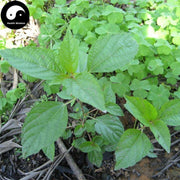 Tie Xian Cai 鐵莧菜, Copperleaf Herb, Herba Acalyphae-Health Wisdom™
