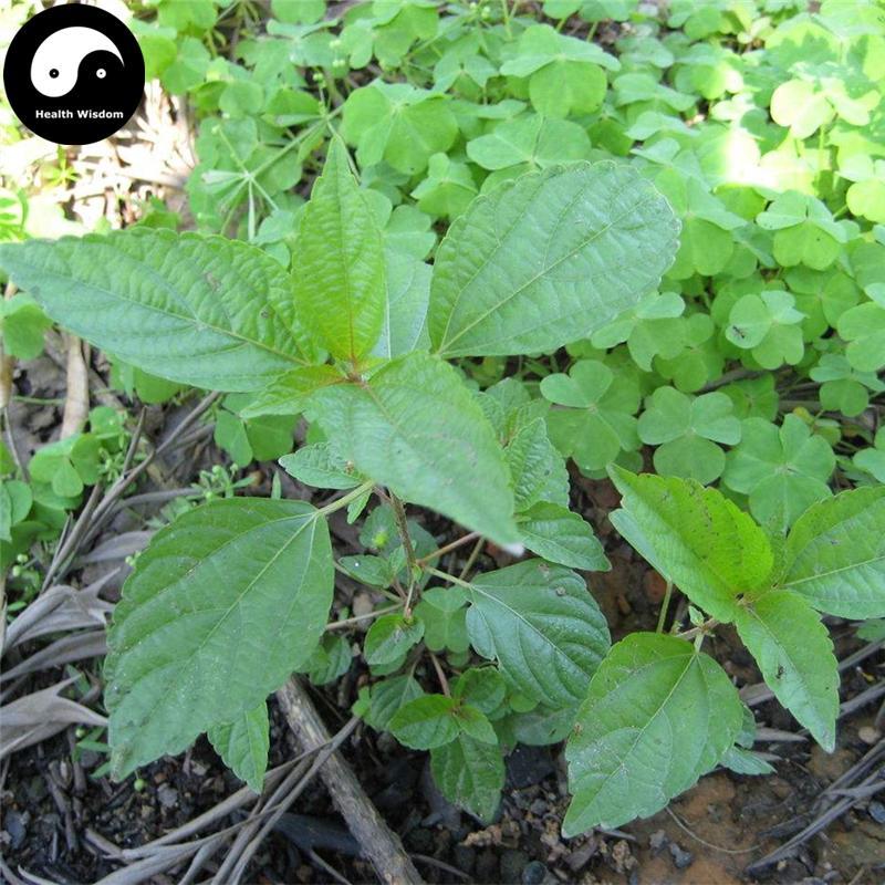Tie Xian Cai 鐵莧菜, Copperleaf Herb, Herba Acalyphae-Health Wisdom™