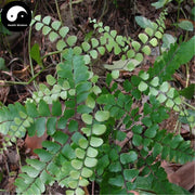 Tie Xian Jue 铁线蕨, Herba Adiantum Capillus-veneris, Zhu Zong Cao, Shui Zhu Mao Qi-Health Wisdom™