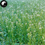 Ting Li Zi 葶藶子, Semen Lepidii, Tansymustard Seed, Pepperweed Seed, Du Xing Cai-Health Wisdom™