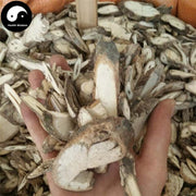 Tong Guan Teng 通關藤, Marsdeniae Tenacissimae Caulis, Wu Gu Teng-Health Wisdom™