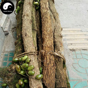 Tong Guang San 通光散, Tenacious Condorvine, Wu Gu Teng-Health Wisdom™