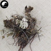 Tong Si Cao 铜丝草, Herba Aleuritopteris Argentea, Tong Jing Cao-Health Wisdom™