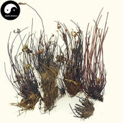 Tong Si Cao 铜丝草, Herba Aleuritopteris Argentea, Tong Jing Cao-Health Wisdom™