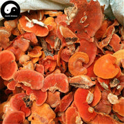 Trametes Cinnabarina, Hong Shuan Jun 红栓菌-Health Wisdom™
