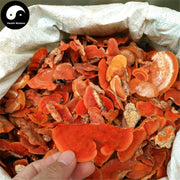 Trametes Cinnabarina, Hong Shuan Jun 红栓菌-Health Wisdom™