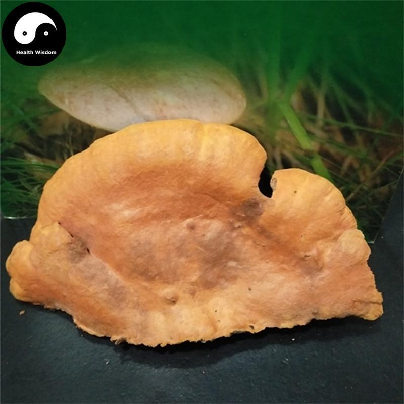 Trametes Cinnabarina, Hong Shuan Jun 红栓菌-Health Wisdom™