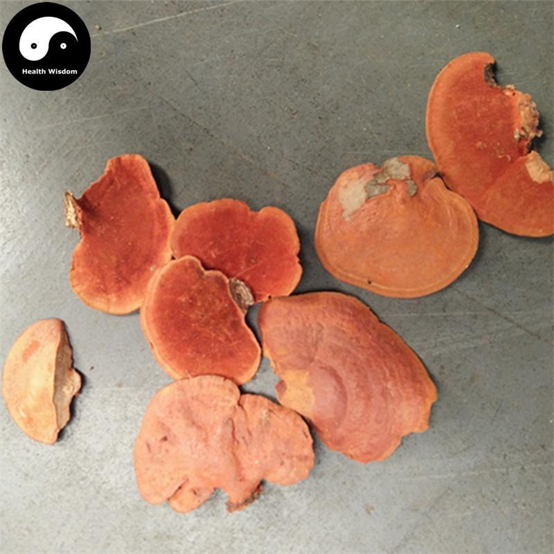 Trametes Cinnabarina, Hong Shuan Jun 红栓菌-Health Wisdom™
