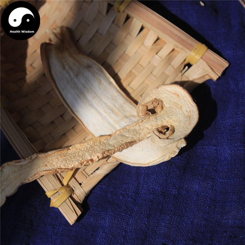 Tricholoma Matsutake, Chinese Rare Pine Mushroom, Song Kou Mo, Song Rong 松茸-Health Wisdom™
