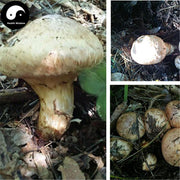 Tricholoma Matsutake, Chinese Rare Pine Mushroom, Song Kou Mo, Song Rong 松茸-Health Wisdom™