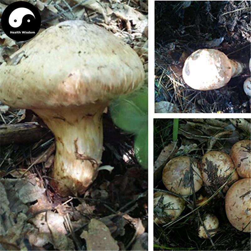 Tricholoma Matsutake, Chinese Rare Pine Mushroom, Song Kou Mo, Song Rong 松茸-Health Wisdom™