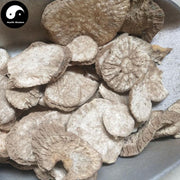 Tu Gua Gen 土瓜根, Mountain Morning Glory Root, Ipomoea Hungaiensis-Health Wisdom™