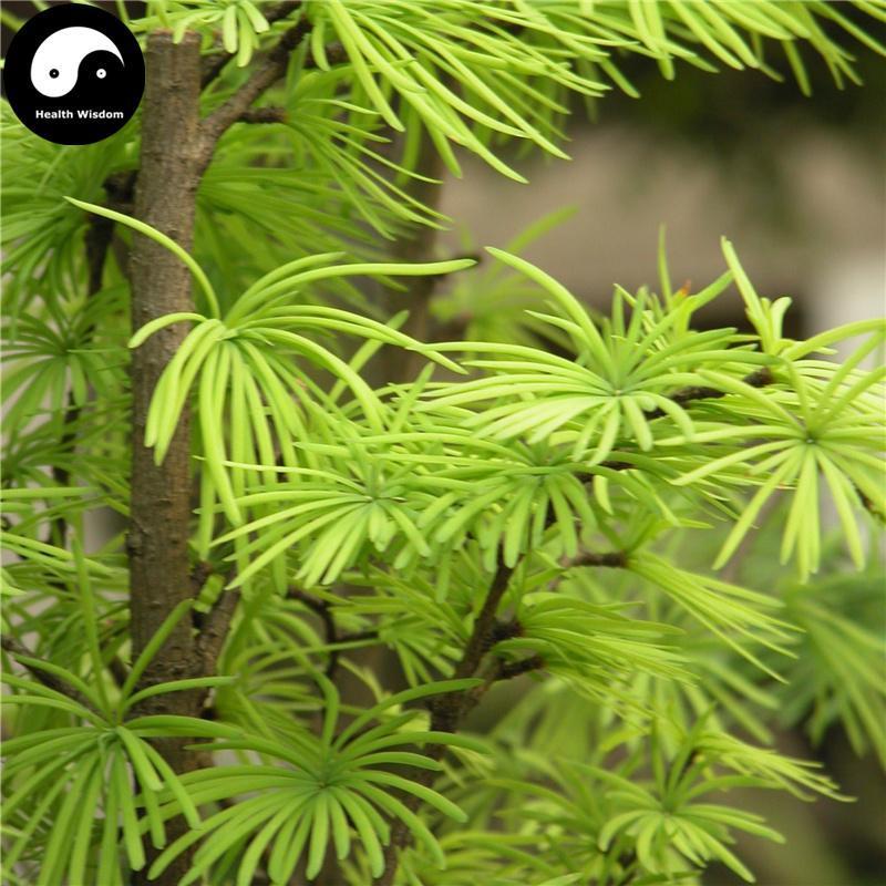Tu Jing Pi 土荊皮, Cortex Pseudolaricis, Golden Larch Bark-Health Wisdom™
