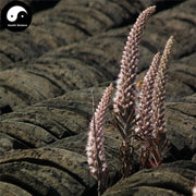 Wa Song 瓦松, Herba Orostachyos, Fimbriae Orostachys, Wa Hua, Xiang Tian Cao-Health Wisdom™