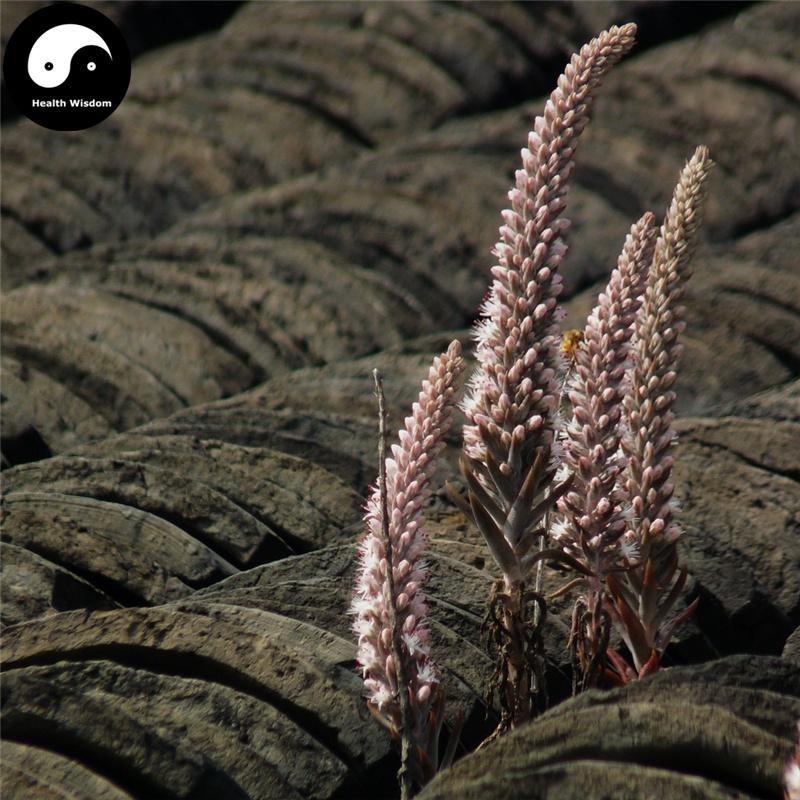 Wa Song 瓦松, Herba Orostachyos, Fimbriae Orostachys, Wa Hua, Xiang Tian Cao-Health Wisdom™