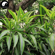 Wan Nian Qing Gen 万年青根, Radix Rohdea Japonica, Rohdea Japonica Root-Health Wisdom™