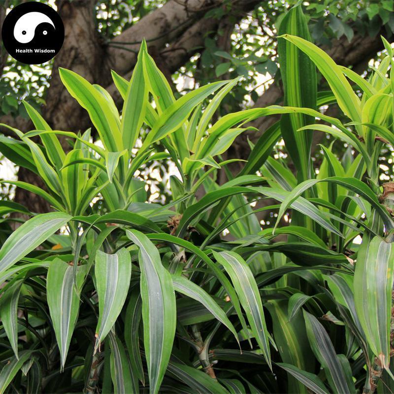Wan Nian Qing Gen 万年青根, Radix Rohdea Japonica, Rohdea Japonica Root-Health Wisdom™