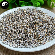 Wang Bu Liu Xing 王不留行, Cowherb Seed, Baked Semen Vaccariae, Gypsophila Vaccaria-Health Wisdom™