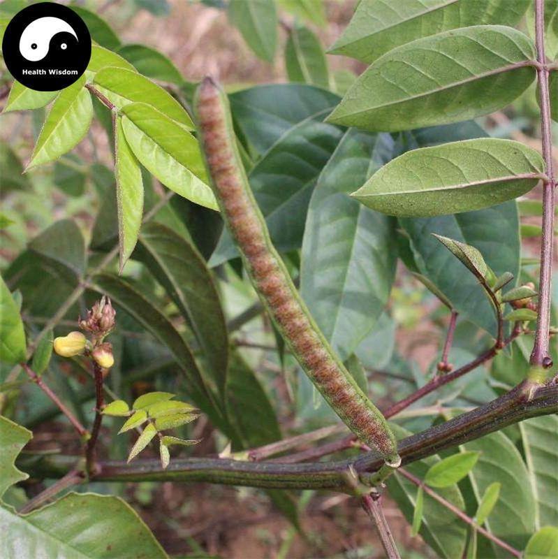Wang Jiang Nan Zi 望江南子, Semen Cassiae Occidentalis, Fruit Of Coffee Senna-Health Wisdom™