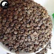 Wang Jiang Nan Zi 望江南子, Semen Cassiae Occidentalis, Fruit Of Coffee Senna-Health Wisdom™