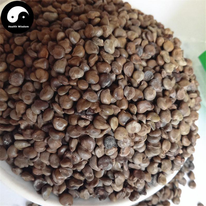 Wang Jiang Nan Zi 望江南子, Semen Cassiae Occidentalis, Fruit Of Coffee Senna-Health Wisdom™