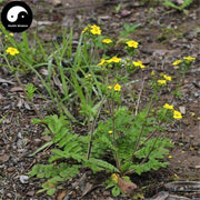 Wei Ling Cai 委陵菜, Chinese Cinquefoil Herb, Herba Potentillae Chinensis, Fan Bai Cao-Health Wisdom™