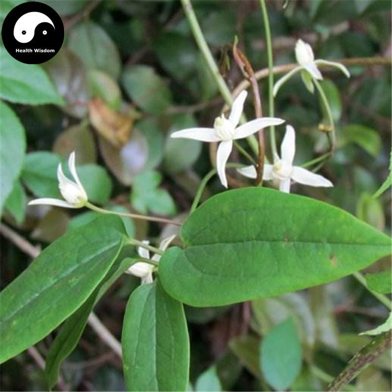 Wei Ling Xian 威靈仙, Radix Clematidis, Clematis Chinensis Root-Health Wisdom™