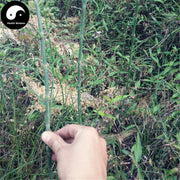 Wen Jing 问荆, Herba Equisetum Arvense, Jie Xu Cao, Gong Mu Cao-Health Wisdom™