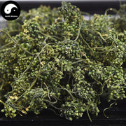 White Ginseng Flower Tea, Panax Ginseng Flower, Bai Ren Shen Hua 人参花茶-Health Wisdom™