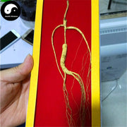 White Ginseng Roots Branches (Wild), 12 Years Panax Ginseng Roots, Bai Ren Shen 林下野人参-Health Wisdom™