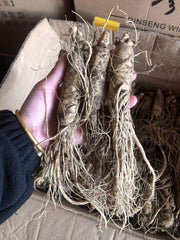 White Ginseng Roots Powder, Panax Ginseng Roots, Pure Bai Ren Shen Fen 白人参粉-Health Wisdom™