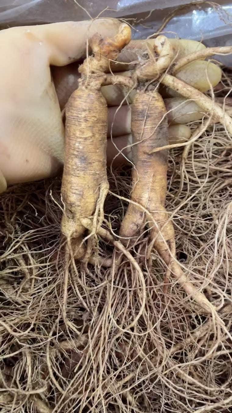 White Ginseng Roots Powder, Panax Ginseng Roots, Pure Bai Ren Shen Fen 白人参粉-Health Wisdom™