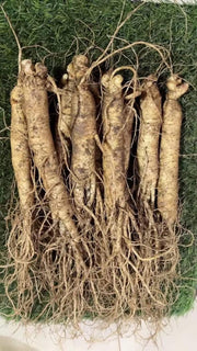 White Ginseng Roots Powder, Panax Ginseng Roots, Pure Bai Ren Shen Fen 白人参粉-Health Wisdom™
