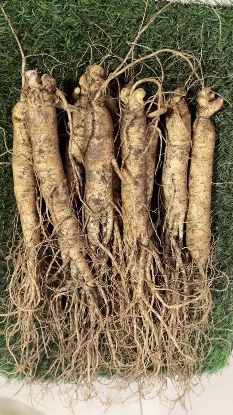White Ginseng Roots Powder, Panax Ginseng Roots, Pure Bai Ren Shen Fen 白人参粉-Health Wisdom™