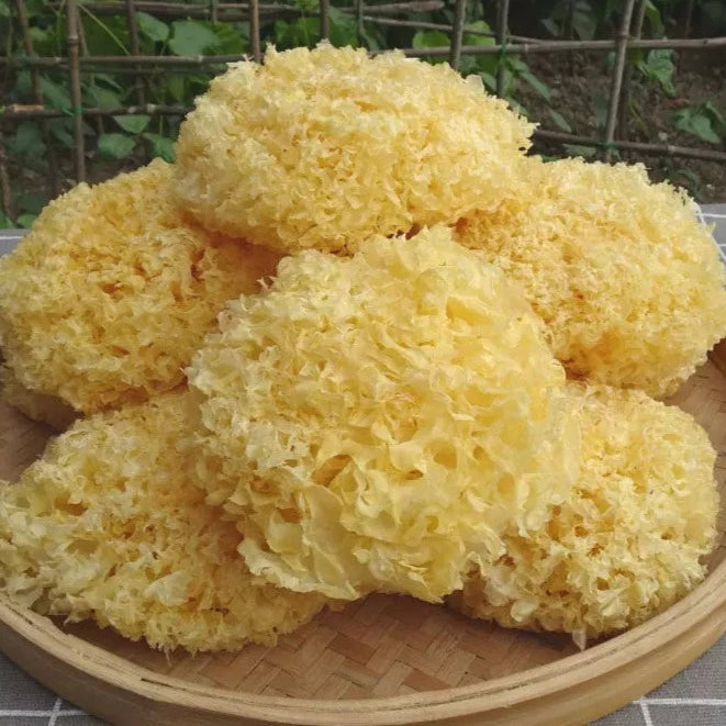 White Tremella, Dried Tremella Fuciformis, Mushroom Yin Er 银耳-Health Wisdom™