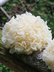 White Tremella, Dried Tremella Fuciformis, Mushroom Yin Er 银耳-Health Wisdom™