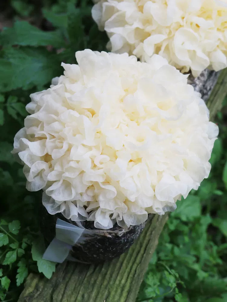 White Tremella, Dried Tremella Fuciformis, Mushroom Yin Er 银耳-Health Wisdom™