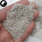 Wo Ju Zi 萵苣子, Bai Wo Ju Zi, Seed of garden lettuce, Sheng Cai Zi-Health Wisdom™