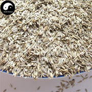 Wo Ju Zi 萵苣子, Bai Wo Ju Zi, Seed of garden lettuce, Sheng Cai Zi-Health Wisdom™