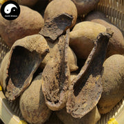 Wu Bei Zi 五倍子, Galla Chinensis, Chinese Sumac, Nutgalls-Health Wisdom™