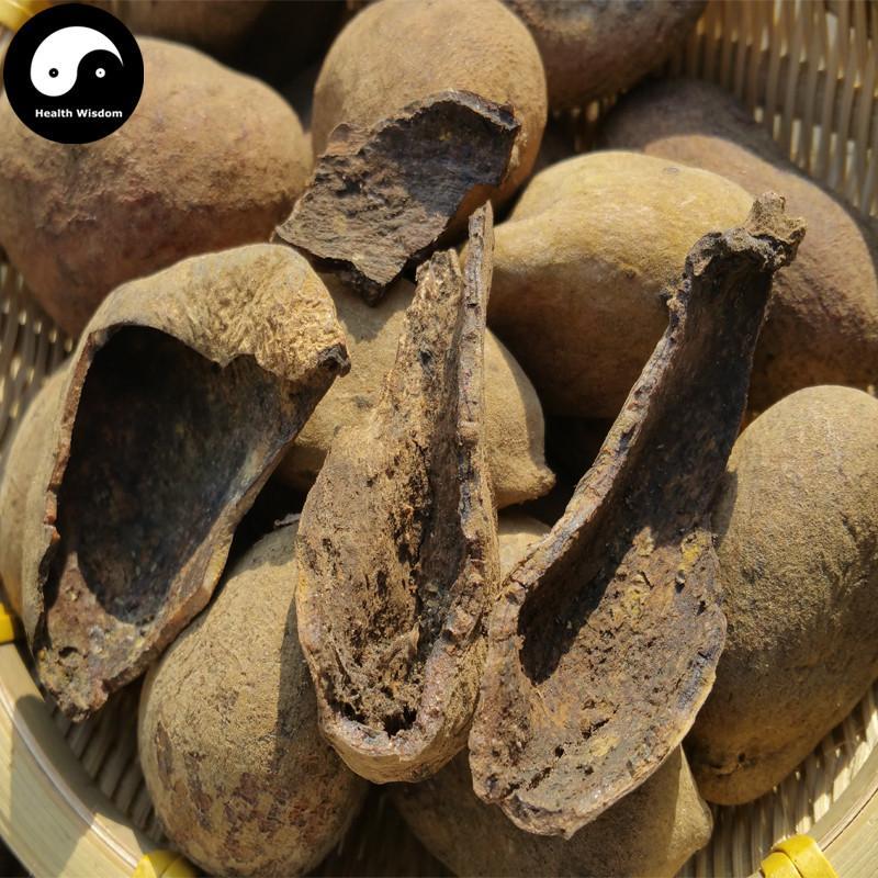 Wu Bei Zi 五倍子, Galla Chinensis, Chinese Sumac, Nutgalls-Health Wisdom™