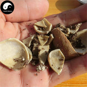 Wu Bei Zi 五倍子, Galla Chinensis, Chinese Sumac, Nutgalls-Health Wisdom™